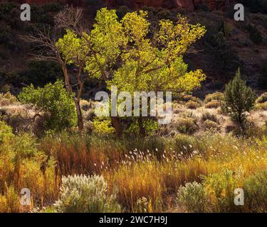 Vivaci cottonwood autunnali retroilluminati lungo Pine Creek nel Parco Nazionale di Zion Foto Stock