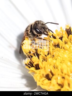 Primo piano di un piccolo animale nativo metallizzato scuro Halictus sudore che pollina e si nutre di un fiore cosmo bianco, vista laterale. Long Island, New York, USA Foto Stock