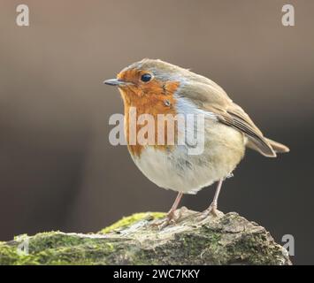 Un vivace e colorato uccello robin arroccato graziosamente su un ramo di albero in un lussureggiante ambiente forestale Foto Stock