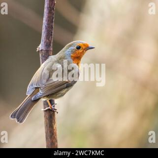 Un vivace e colorato uccello robin arroccato graziosamente su un ramo di albero in un lussureggiante ambiente forestale Foto Stock