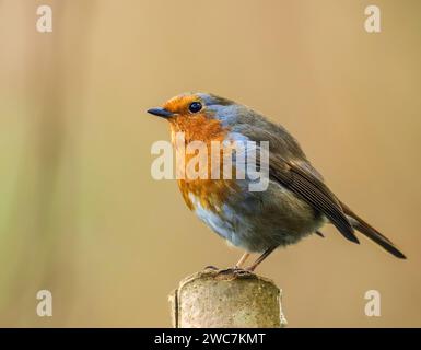 Un vivace e colorato uccello robin arroccato graziosamente su un ramo di albero in un lussureggiante ambiente forestale Foto Stock