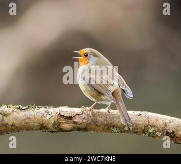 Un vivace e colorato uccello robin arroccato graziosamente su un ramo di albero in un lussureggiante ambiente forestale Foto Stock