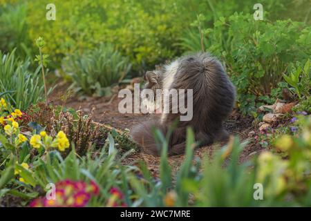 Bella curiosa gatta che mangia erba di gatto. Gatto dai capelli lunghi che mangia erba in giardino nelle giornate di sole. Foto Stock