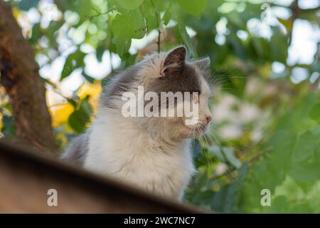 Cat bilanciamento e arrampicata lungo una recinzione metallica. gatto che cammina sulla recinzione metallica. Foto Stock