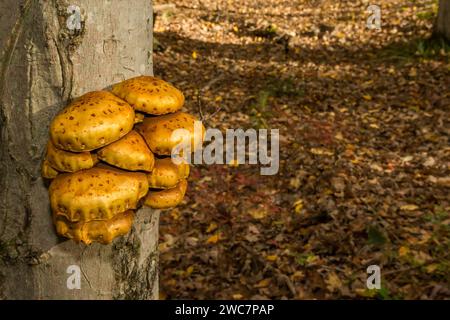 Golden Scalycap - Pholiota aurivella Foto Stock