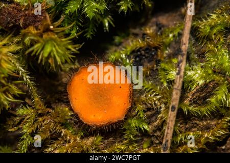 Coppa ciglia comune - Scutellinia scutellata Foto Stock