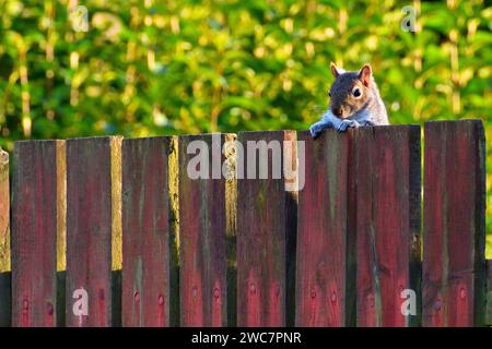 Scoiattolo di nuovo sulla recinzione Foto Stock