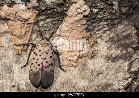 Massa d'uovo di Lanternfly macchiata - Lycorma delicatula Foto Stock