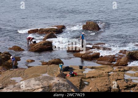 I barnacli utilizzano un raschietto per raccogliere i barnacli che si attaccano alle rocce dove il mare si rompe Foto Stock