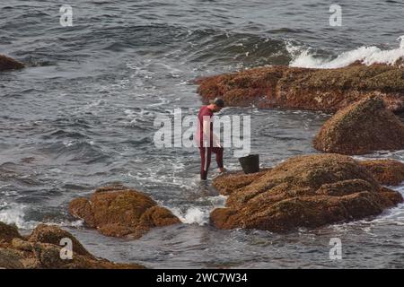 I barnacli utilizzano un raschietto per raccogliere i barnacli che si attaccano alle rocce dove il mare si rompe Foto Stock