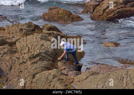 I barnacli utilizzano un raschietto per raccogliere i barnacli che si attaccano alle rocce dove il mare si rompe Foto Stock