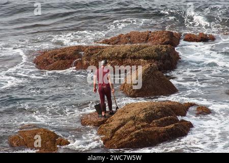 I barnacli utilizzano un raschietto per raccogliere i barnacli che si attaccano alle rocce dove il mare si rompe Foto Stock