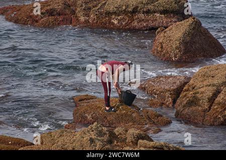 I barnacli utilizzano un raschietto per raccogliere i barnacli che si attaccano alle rocce dove il mare si rompe Foto Stock