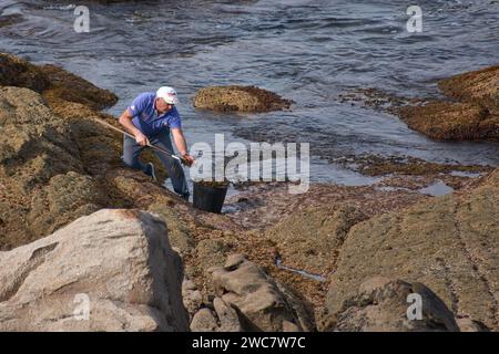 I barnacli utilizzano un raschietto per raccogliere i barnacli che si attaccano alle rocce dove il mare si rompe Foto Stock