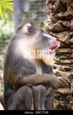 il trapano ha spesse creste lungo il naso che sono viola e blu, labbra e naso rossi e una barba dorata. Foto Stock