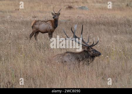 Grande alce di toro che riposa nel campo con il toro più giovane in piedi nel Rocky Mountain National Park, Colorado Foto Stock