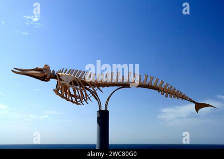 Scheletro di balena conservato (balena dal becco di Cuvier - ziphius caviostris) in mostra, El Cotillo, Fuerteventura, Isole Canarie, Spagna. Presa nel novembre 2023 Foto Stock