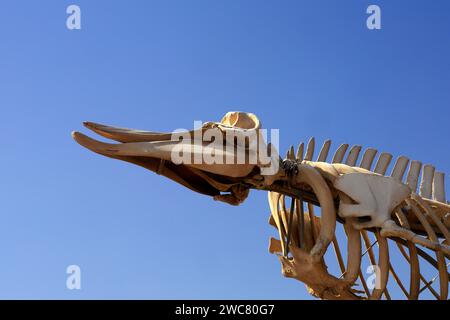 Scheletro di balena conservato (balena dal becco di Cuvier - ziphius caviostris) in mostra, El Cotillo, Fuerteventura, Isole Canarie, Spagna. Presa nel novembre 2023 Foto Stock