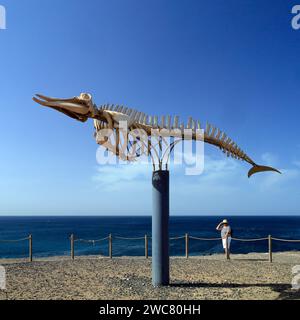 Scheletro di balena conservato (balena dal becco di Cuvier - ziphius caviostris) in mostra, El Cotillo, Fuerteventura, Isole Canarie, Spagna. Presa nel novembre 2023 Foto Stock