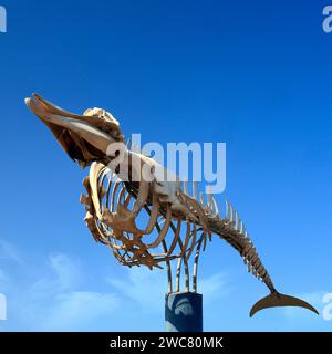 Scheletro di balena conservato (balena dal becco di Cuvier - ziphius caviostris) in mostra, El Cotillo, Fuerteventura, Isole Canarie, Spagna. Presa nel novembre 2023 Foto Stock