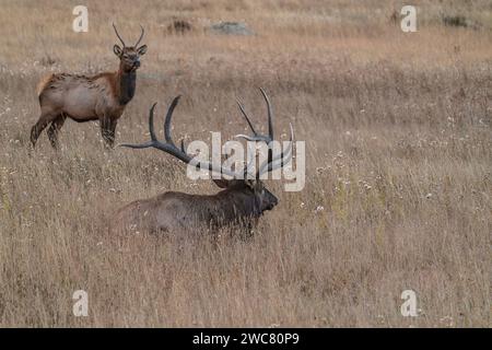 Grande alce di toro che riposa nel campo con il toro più giovane in piedi nel Rocky Mountain National Park, Colorado Foto Stock