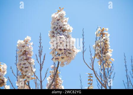 Crescendo Paulonia Imperial (Paulownia tomentosa) ammassi di infiorescenze rosa-bianco, delicati fiori di paulonia contro il cielo blu della giornata di sole. selettivo Foto Stock