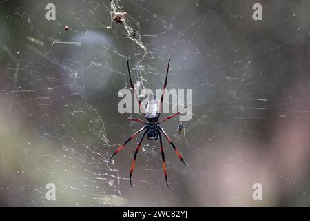 Tessitore di orbe di seta (Trichonephila Nephila inaurata madagascariensis). Parco nazionale di Ranomafana, animale selvatico del Madagascar. ragno enorme 3 cm nel corpo leng Foto Stock