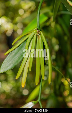 Cialde verdi di piante di vaniglia in piantagione, mature e pronte per la raccolta, fondo sfocato . i succulenti baccelli di inflorescenza verde chiaro crescono su una liana Foto Stock