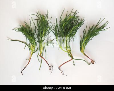 Agretti (nome scientifico Salsola Soda alias Saltwort a foglie opposte, Cardo russo o pianta di Barilla) verdure vegetariane Foto Stock