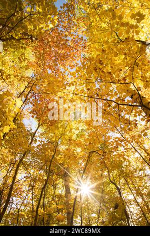 Sunburst attraverso alberi di betulla autunnale dai colori brillanti al Pictured Rocks National Lakeshore, nell'ALTO del Michigan Foto Stock