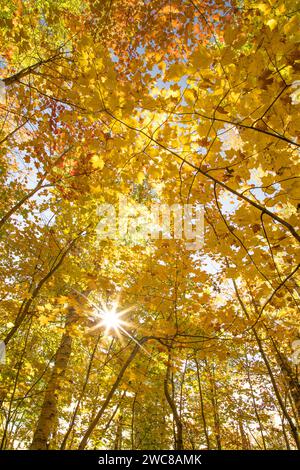 Sunburst attraverso alberi di betulla autunnale dai colori brillanti al Pictured Rocks National Lakeshore, nell'ALTO del Michigan Foto Stock