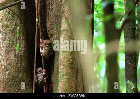 Due individui del tarsiere spettrale di Gursky (Tarsius spectrumgurskyae), un primate notturno, sono visibili in piena luce del giorno sul loro nido nella foresta pluviale della riserva naturale di Tangkoko, Sulawesi settentrionale, Indonesia. La conservazione dei primati è una sfida comportamentale e come tale richiede soluzioni comportamentali informate, secondo un team di scienziati guidati da Harry Hilser nel loro articolo del 2023 pubblicato dall'International Journal of Primatology. Ha anche bisogno, hanno scritto, 'Una strategia olistica di istruzione, sviluppo di capacità e conservazione basata sulla comunità attinge da una miscela di intuizioni da... Foto Stock