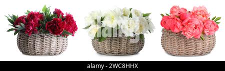 Bellissime peonie con foglie verdi in cesti di vimini isolati su bianco, collezione Foto Stock