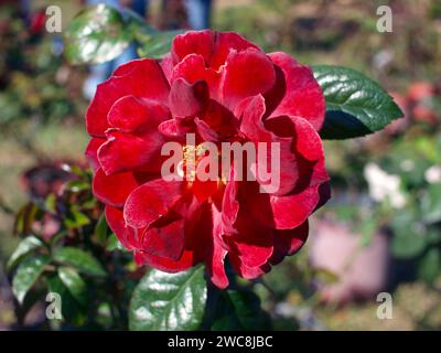 Fiore rosso di Camelia giapponese (Camellia japonica). Foto Stock