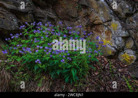 Comune viola blu che cresce lungo la strada nel Parco Nazionale delle Great Smoky Mountains Foto Stock