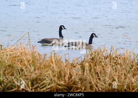 Oche canadesi che nuotano a Marsh Foto Stock