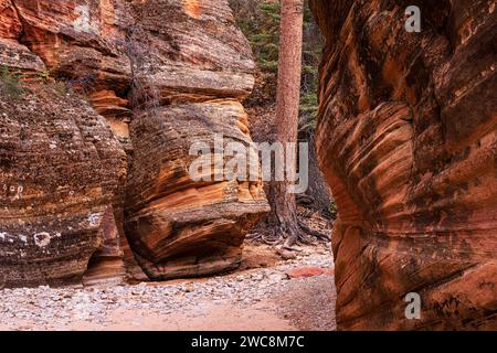 Il massiccio Ponderosa Pine raggiunge lo Zion National Park, Utah Foto Stock