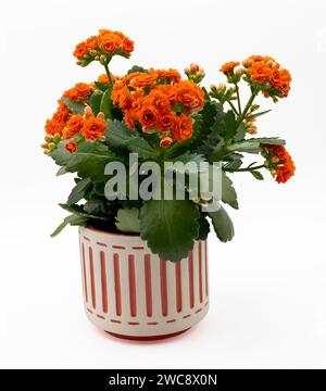 Kalanchoe blossfeldiana nel vaso, sfondo bianco. Flaming Katy, Christmas kalanchoe, fiorista kalanchoe e l'emozione della vedova del Madagascar Foto Stock