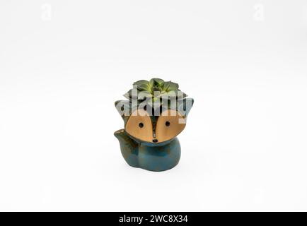 Una bella succulenta nel vaso artistico isolato su uno sfondo bianco Foto Stock