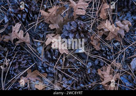 Coni di pino e aghi sotto un pino Ponderosa nel parco nazionale di Zion, Utah Foto Stock