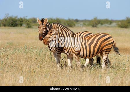 Le pianure zebre (Equus burchelli) in habitat naturale, il Parco Nazionale di Etosha, Namibia Foto Stock