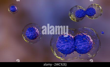 rendering 3d della divisione delle cellule staminali, che sono cellule non specializzate che possono svilupparsi in diversi tipi di cellule. Le cellule staminali sono mostrate sotto forma di sphe Foto Stock