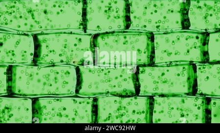 rendering 3d di una vista microscopica di una cella vegetale. La cella è verde, perché contiene cloroplasti, Foto Stock