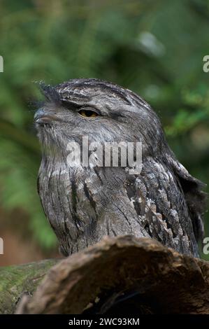 Il mio preferito - un boccaglio di rana di Tawny (Podargus Strigoides), che sembra un gufo, ma è un Nightjar (Eurostopodus spp). Riserva Mullum Mullum Creek. Foto Stock