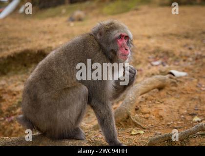 Il macaco giapponese (Macaca fuscata), volto in rosso, noto anche come scimmia delle nevi, è una specie terrestre di scimmia del Vecchio mondo, originaria del Giappone. Foto Stock