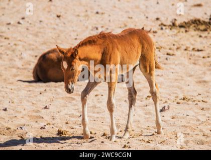 Cavalli del deserto (selvatici) razza mista equitazione e cavalli di cavalleria allevamento tedesco rilasciato durante la prima guerra mondiale Garub Plains vicino Aus Namibia. Foto Stock