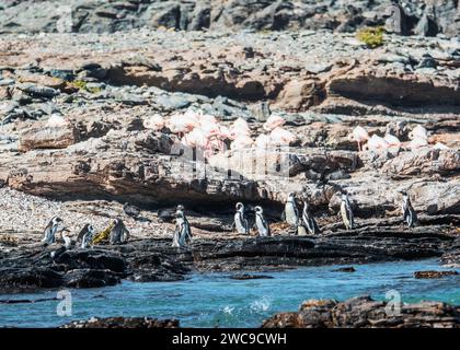 Isola di Halifax sito di allevamento di pinguini africani a 100 m dalla terra principale della Namibia Lüderitz Foto Stock