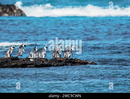 Isola di Halifax sito di allevamento di pinguini africani a 100 m dalla terra principale della Namibia Lüderitz Foto Stock