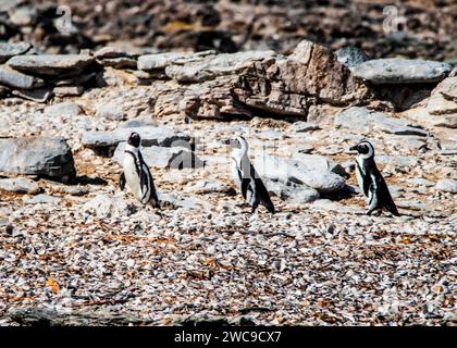 Isola di Halifax sito di allevamento di pinguini africani a 100 m dalla terra principale della Namibia Lüderitz Foto Stock