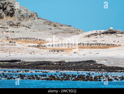 Isola di Halifax sito di allevamento di pinguini africani a 100 m dalla terra principale della Namibia Lüderitz Foto Stock